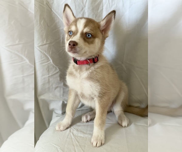 Medium Photo #3 Siberian Husky Puppy For Sale in ORANGE, CA, USA