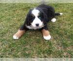 Small Photo #1 Bernese Mountain Dog Puppy For Sale in WARREN, MI, USA