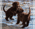 Small Photo #24 Spanish Water Dog Puppy For Sale in SIMLA, CO, USA