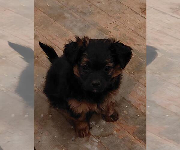 Medium Photo #2 Yorkiepoo mix (+ Poodle Toy) Puppy For Sale in WAUNAKEE, WI, USA