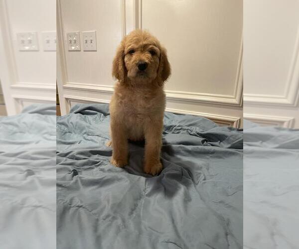 Medium Photo #3 Bernedoodle Puppy For Sale in KATY, TX, USA