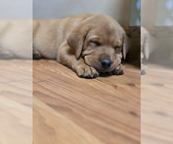 Medium Photo #1 Labrador Retriever Puppy For Sale in CARROLLTON, OH, USA