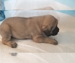 Small Photo #37 Mastiff Puppy For Sale in FULTON, NY, USA