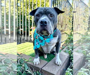 Storm - Male American Pit Bull Terrier-Unknown Mix Dog for Adoption - Photo #6