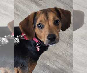 Beagle-Unknown Mix Dogs for adoption in Dunnellon, FL, USA