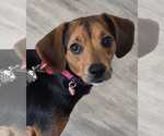 Small Beagle Mix
