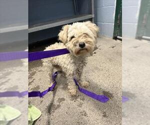 Poodle (Miniature) Dogs for adoption in Woodland, CA, USA