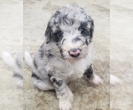 Puppy 5 Aussiedoodle