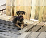 Small #6 Beagle Mix