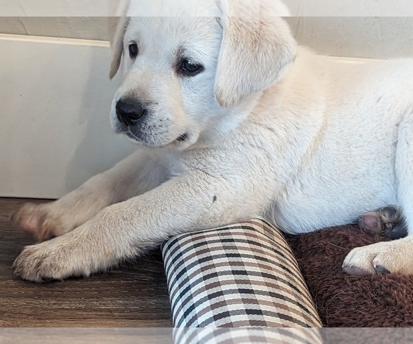 Medium Photo #5 Labrador Retriever Puppy For Sale in HUTCHINSON, KS, USA