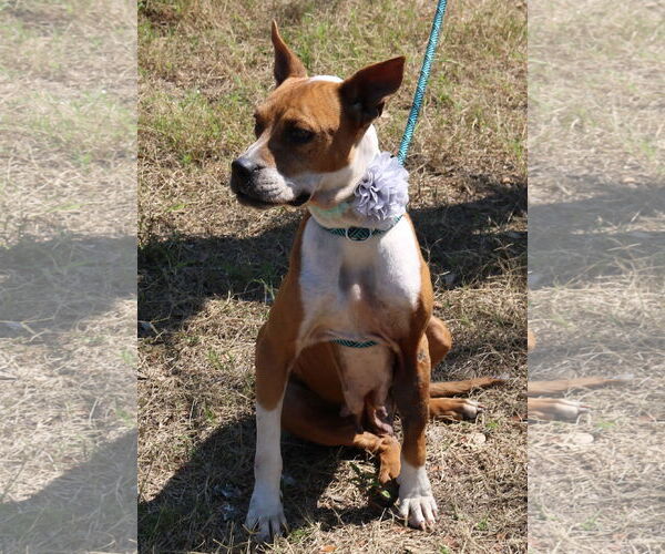 Medium Photo #2 Boxer-Unknown Mix Puppy For Sale in Bandera, TX, USA