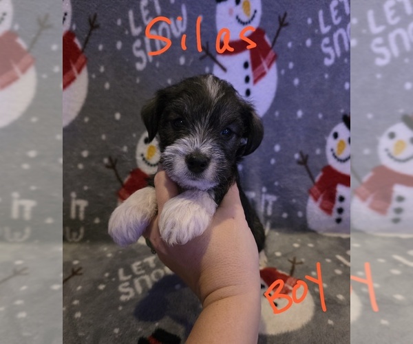 Medium Photo #15 Chizer Puppy For Sale in MONTEZUMA, GA, USA