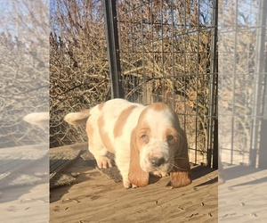 Basset Hound Puppy for sale in TOPPENISH, WA, USA