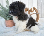 Small Photo #5 Pom-A-Poo Puppy For Sale in HONEY BROOK, PA, USA