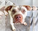 Small #1 American Bulldog Mix