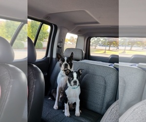 Boston Terrier Puppy for sale in HOPKINSVILLE, KY, USA