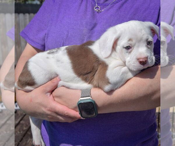 Medium Photo #2 American Staffordshire Terrier-Boston Terrier Mix Puppy For Sale in Huntley, IL, USA