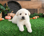 Small #3 Labrador Retriever