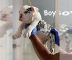 Small Photo #5 English Bulldog Puppy For Sale in HARTFORD, CT, USA