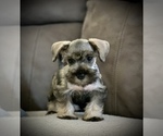 Small Photo #10 Schnauzer (Miniature) Puppy For Sale in HESPERIA, CA, USA