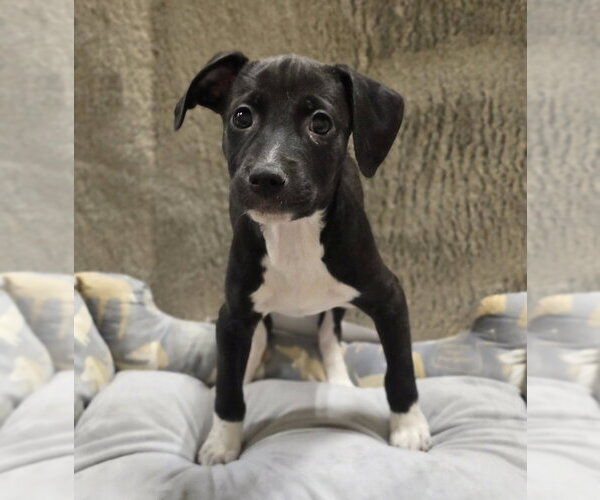 Medium Photo #5 American Pit Bull Terrier-Dachshund Mix Puppy For Sale in Lakewood, CO, USA