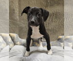 Small #4 American Pit Bull Terrier-Dachshund Mix