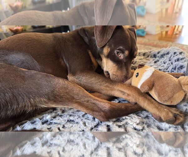 Medium Photo #2 Miniature Pinscher-Unknown Mix Puppy For Sale in Oakhurst, NJ, USA