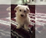 Small Photo #8 Coton de Tulear Puppy For Sale in HORSE BRANCH, KY, USA