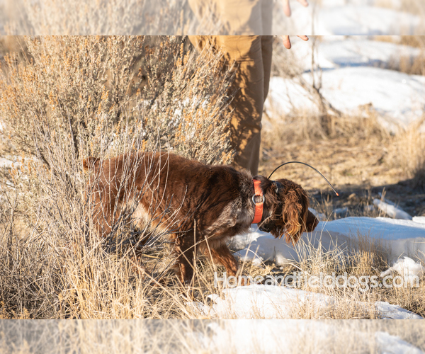 Medium Photo #1 Brittany Puppy For Sale in SPANISH FORK, UT, USA