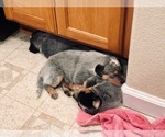 Small Photo #18 Australian Cattle Dog Puppy For Sale in PAHRUMP, NV, USA