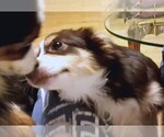 Small #2 Miniature Australian Shepherd
