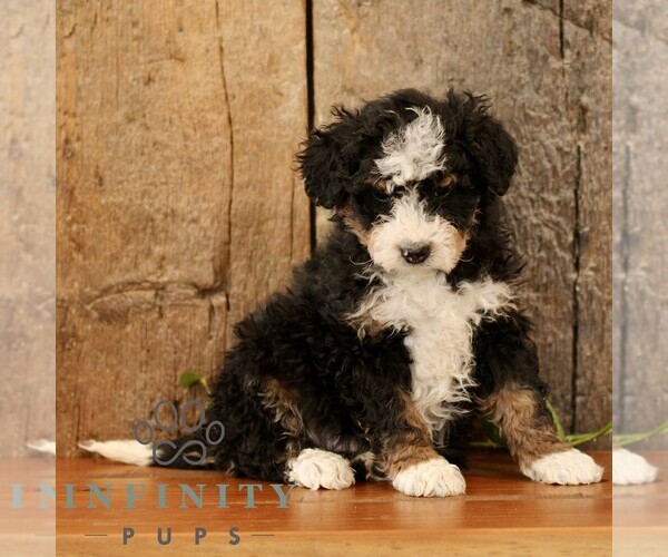 Medium Photo #2 Bernedoodle (Miniature) Puppy For Sale in NARVON, PA, USA