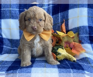 Cocker Spaniel-Poodle (Miniature) Mix Puppy for sale in CEDAR LANE, PA, USA