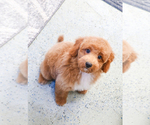 Small Photo #9 Poodle (Toy) Puppy For Sale in SYRACUSE, IN, USA