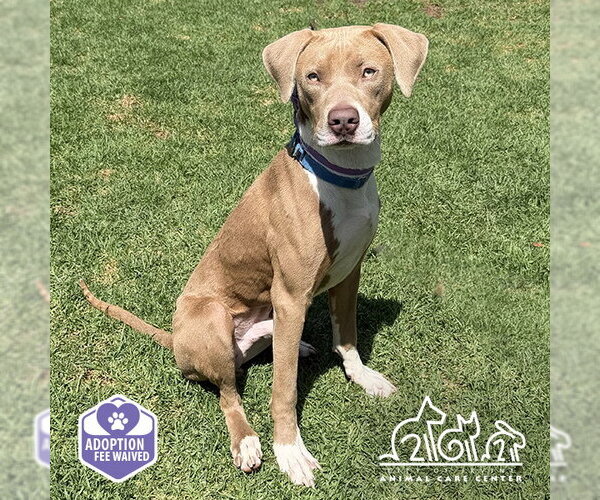 Medium Photo #1 Mutt Puppy For Sale in Irvine, CA, USA