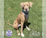 BUSTER - Male Mutt Dog for Adoption - Small photo