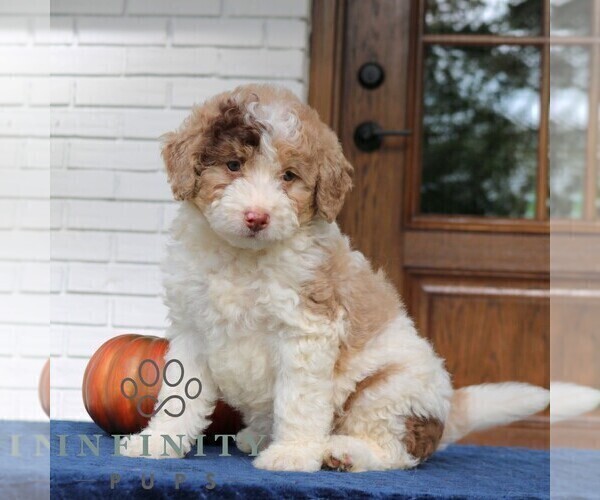 Medium Photo #3 Bernedoodle (Miniature) Puppy For Sale in LANCASTER, PA, USA