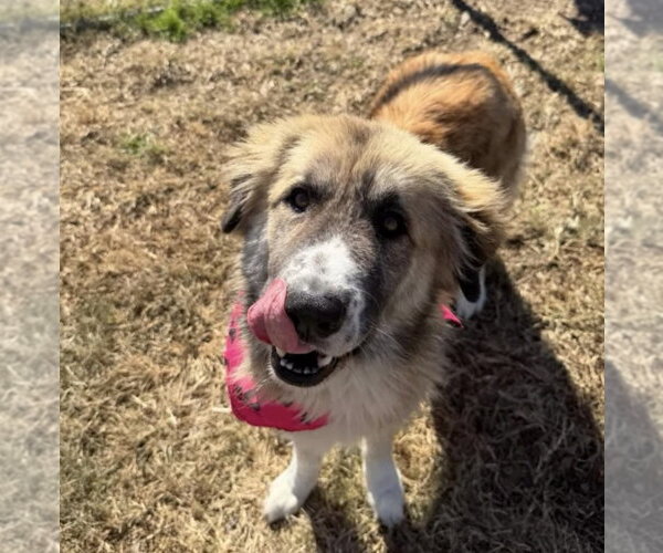Medium Photo #6 Anatolian Shepherd-Unknown Mix Puppy For Sale in Houston, TX, USA