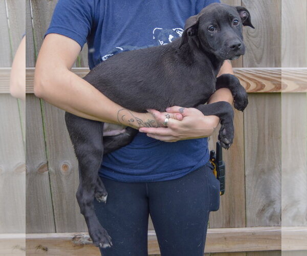 Medium Photo #2 Unknown-Vizsla Mix Puppy For Sale in Huntley, IL, USA