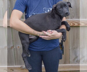Bones - Male Unknown-Vizsla Mix Dog for Adoption - Photo #2
