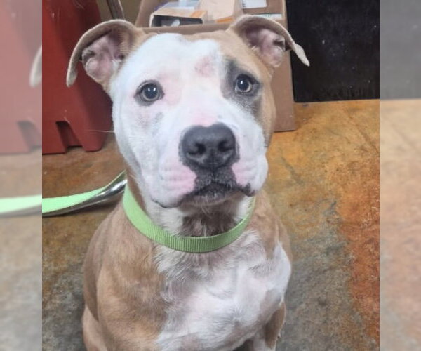 Medium Photo #4 American Pit Bull Terrier-Unknown Mix Puppy For Sale in Rockaway, NJ, USA