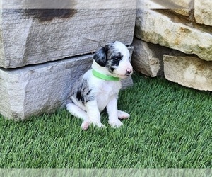 Aussiedoodle Puppy for sale in NOBLESVILLE, IN, USA