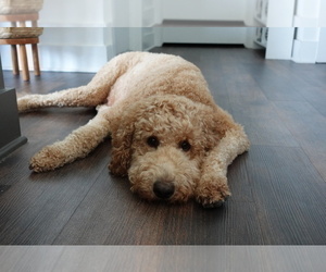 Mother of the Goldendoodle puppies born on 05/12/2026