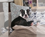 Small Photo #1 Boston Terrier Puppy For Sale in MITCHELL, IN, USA