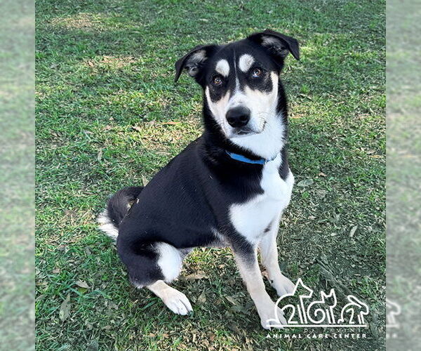 Medium Photo #2 Siberian Husky Puppy For Sale in Irvine, CA, USA