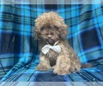 Small #4 ShihPoo