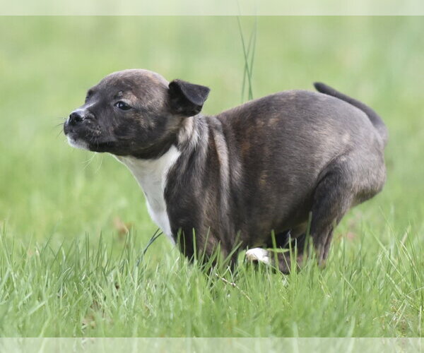 Medium Photo #2 Australian Shepherd-Chihuahua Mix Puppy For Sale in Mechanicsburg, PA, USA