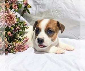 Jack Russell Terrier Puppy for sale in SANDOWN, NH, USA
