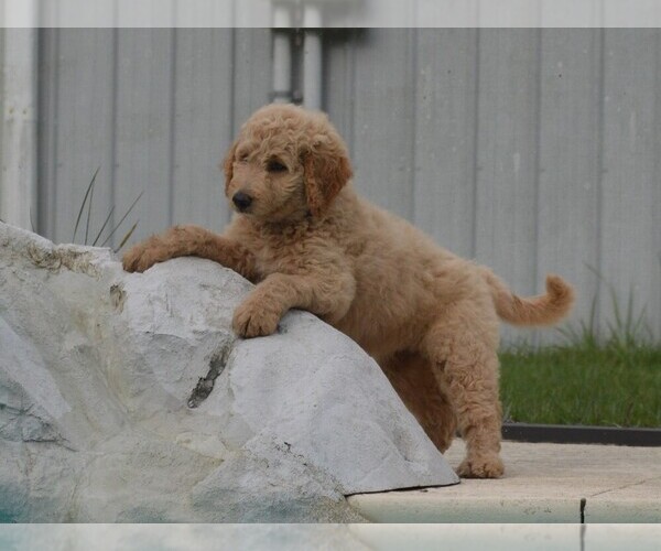 Medium Photo #6 Goldendoodle Puppy For Sale in LIVE OAK, FL, USA