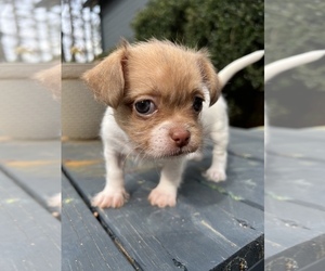 Fo-Tzu Puppy for sale in TEMPLE, GA, USA